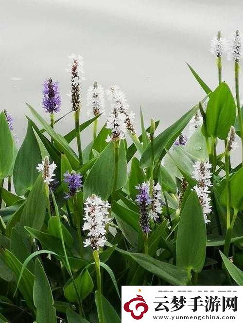 在江南水鄉(xiāng)探索百草花園的奧秘這些能動(dòng)的植物你見(jiàn)過(guò)嗎