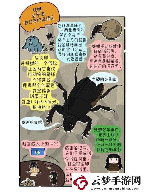 火柴人歸來中圣甲蟲的能力究竟如何