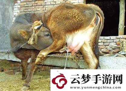 套**奶牛服截肢產(chǎn)奶