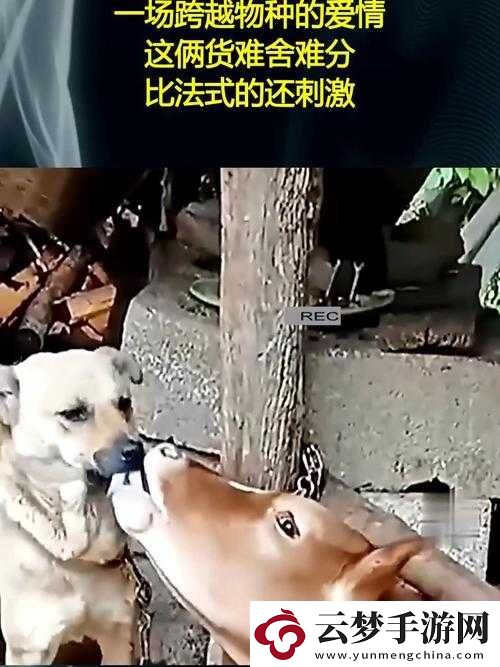 與畜禽狗