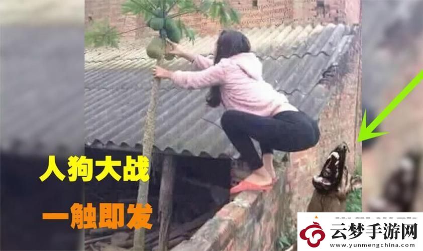 內(nèi)容豐富“人狗大戰(zhàn)2”中文版在哪里看