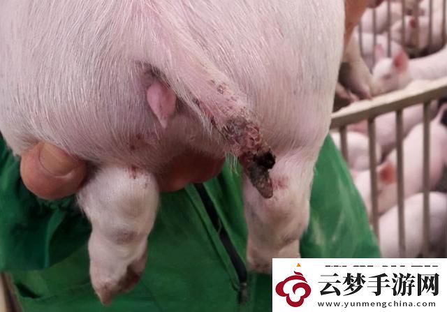 人豬又細(xì)又長像鉆頭一樣圖片