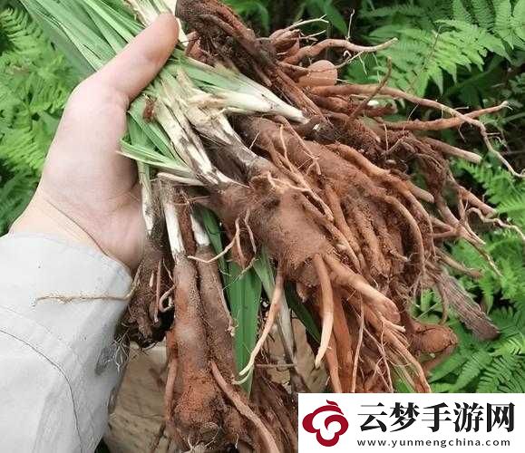最猛的壯陽草藥