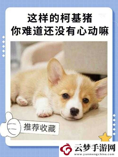 人與豬狗的奇妙故事