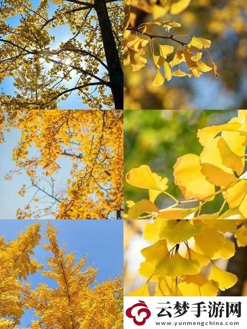 黃色入口處的別樣景致與獨(dú)特氛圍