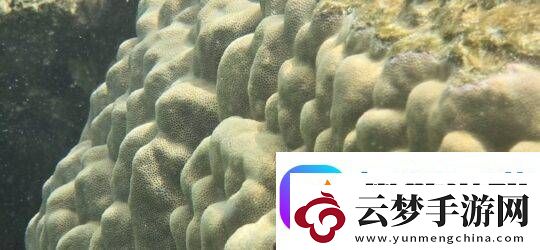 三星“海洋模式”助力珊瑚礁修復