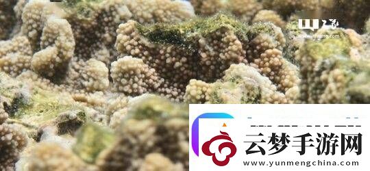 三星“海洋模式”助力珊瑚礁修復